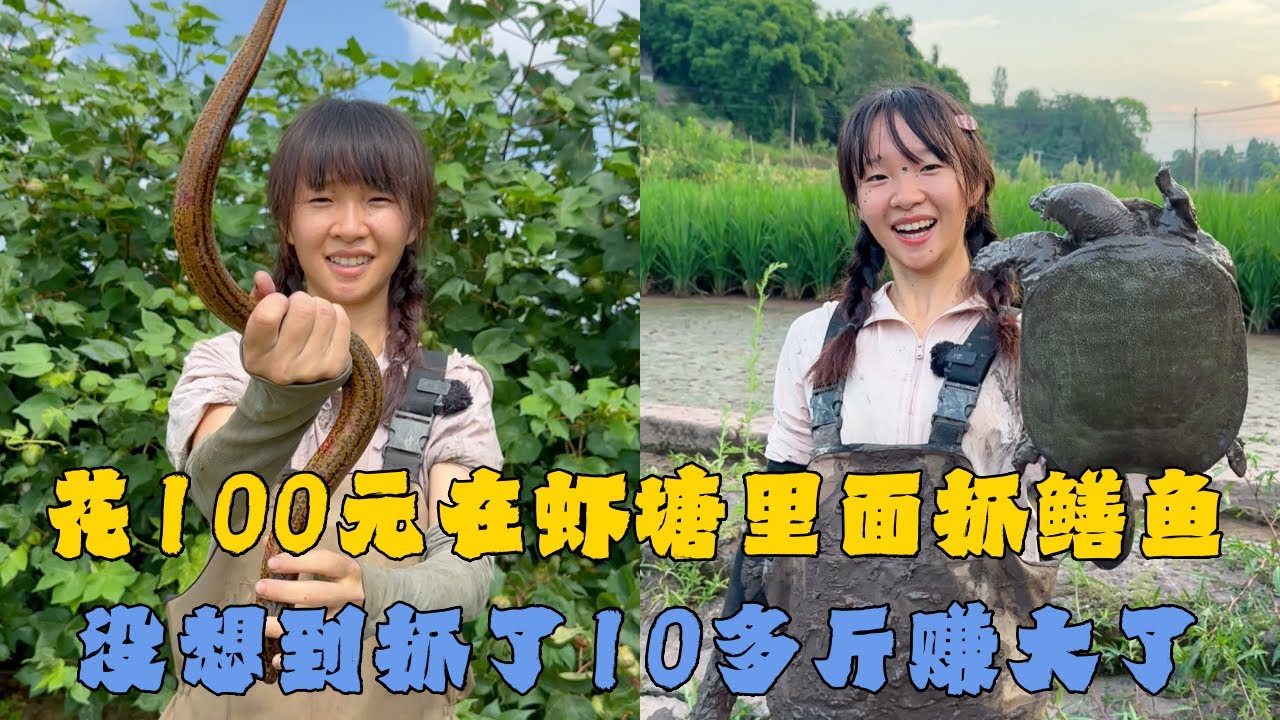幺妹花100元在虾塘里面抓鳝鱼，没想到抓了10多斤赚大了！