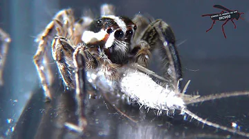 ¿Los pececillos de plata atraen a las arañas?