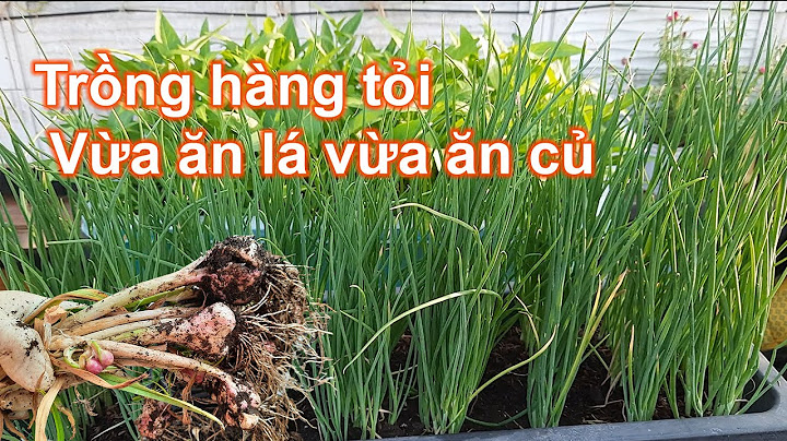 Hướng dẫn trồng hành lá