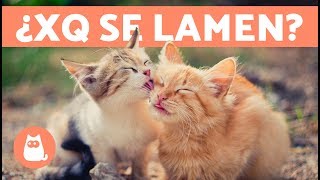 ¿Por qué los gatos se lamen entre ellos?