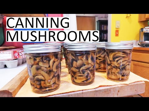 וִידֵאוֹ: Canning Fresh Mushrooms: How To Can Mushrooms From The Garden