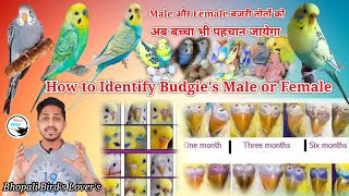 मेल और फीमेल पहचानने का आसन तरीका// How to identify Male/Female bird #birds #birdlover