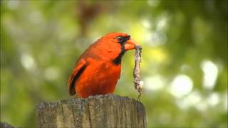 Cardinal Eating a Bug