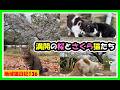 【満開の桜🌸とさくら👂猫たち】仲良し母娘が頭をごっつんこ🐱大きな体の猫が猫ハウスでＵターン？？回れるの？梅雨前のこの時期だから見れる地域猫たちの可愛い姿をご覧ください。　　#猫　＃地域猫　#cat