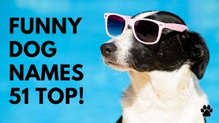 Funny Dog Names 51 PUNNY & CUTE & BEST Ideas | Names
