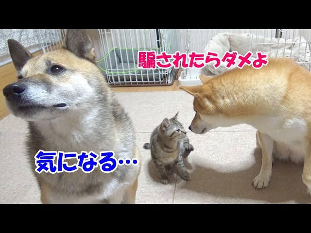 柴犬と子猫に色んな動物の鳴き声を聞かせてみると‥‥When the Shiba Inu and kittens heard the voice of the animal