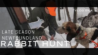 Late Season Newfoundland Rabbit hunt (Rabbit Hunting Vlog Ep.4)
