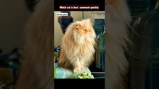 Persian cat different breed | Which is best breed comment quickly #shorts #cat #catsforlife #pets