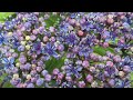 あじさい 紫陽花