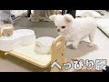 新しい食器台が怖いけど食欲には勝てない犬！へっぴり腰だよチワワのコハク