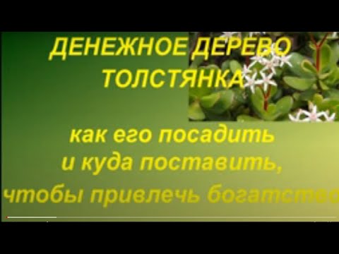 Денежное дерево  / Толстянка  . Как его посадить  и куда поставить чтобы привлечь богатство ...