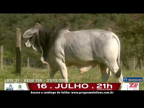 LOTE 037