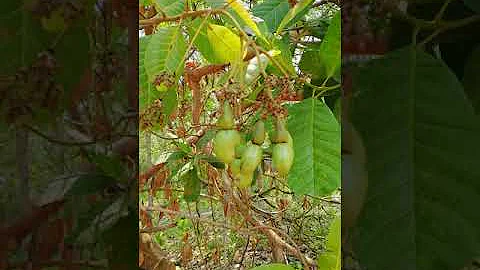 Jak prát ořechy v troubě?