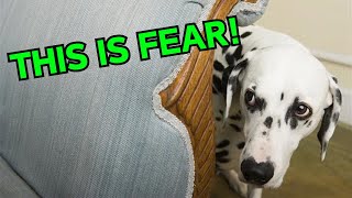 18 Things You Never Knew About Dogs by BrightDog Dog Training 903 views 4 months ago 9 minutes, 26 seconds