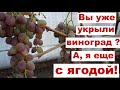 Виноград. Сорт, который долго висит на кусту .