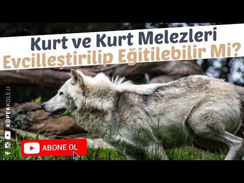 Video: Kurt-Köpek Melezleri İyi Evcil Yapar mı?