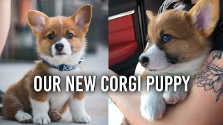 New Corgi Puppy! Meet Jax!