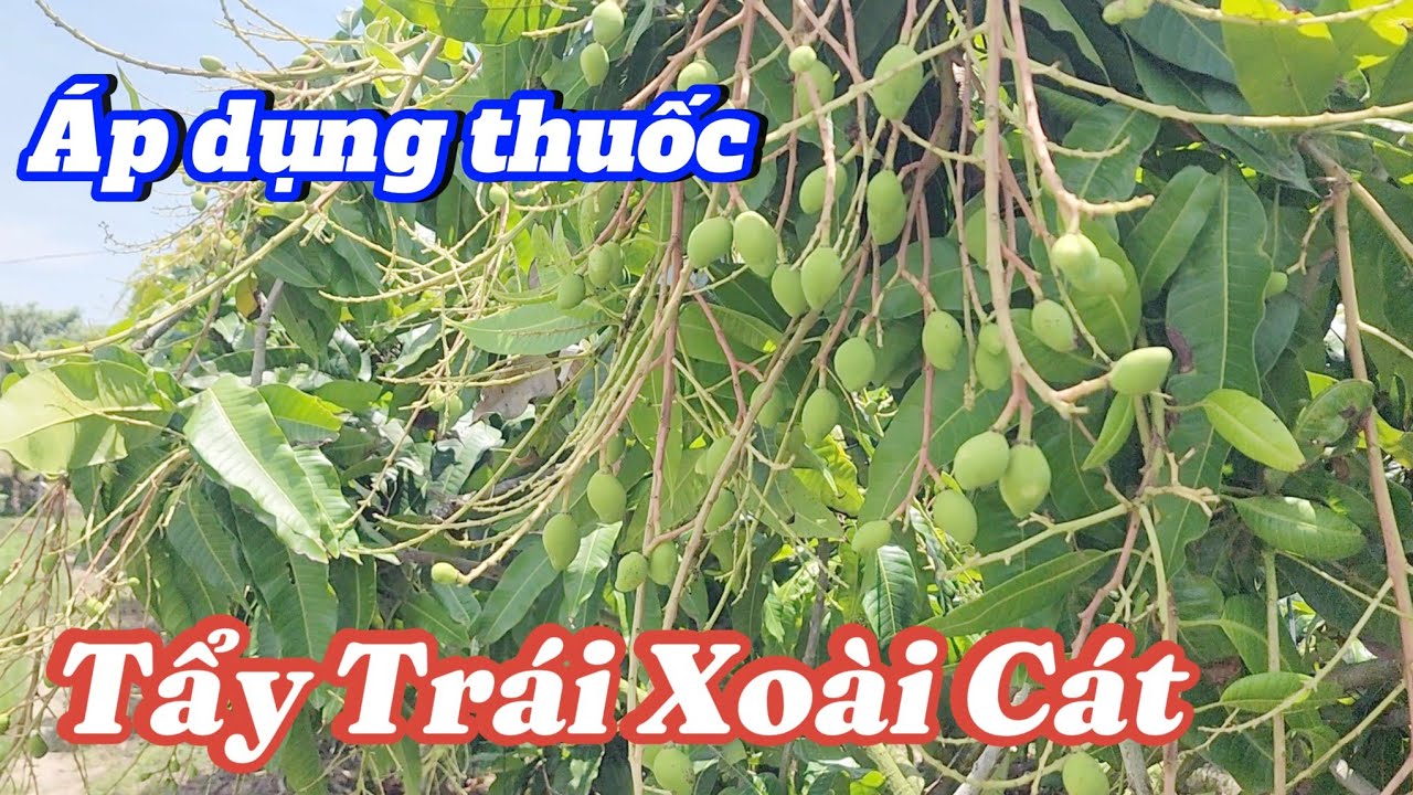 Áp dụng thuốc tẩy trái, sáng da Xoài Cát |Gốc Cù Lao| #0986289491 #gocculao 