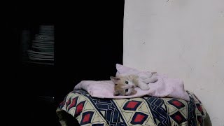 Cute Kitten's Calming Sleepy Time Routine!