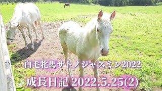 白毛牝馬サトノジャスミン親子の『成長日記』2022.5.25(2)