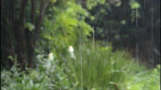 Background Video Rintik Hujan
