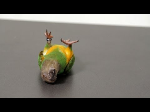 8 Parrot Training Do’s & Don’ts | Parrot Training 8 Parrot Training Do’s & Don’ts | Parrot Training