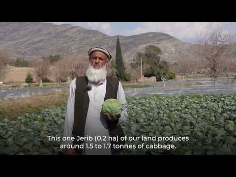 From Seed to Success: A Farmer's Journey with FAO's HFLS Project