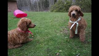 Red standard poodle puppies at almost 7.5 weeks - The girls by Debra Pohl 284 views 5 years ago 1 minute, 27 seconds