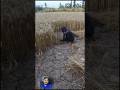Old system for wheat cutting punjab ka sab se ties hath se kank kati karne wala kasan #ytshorts