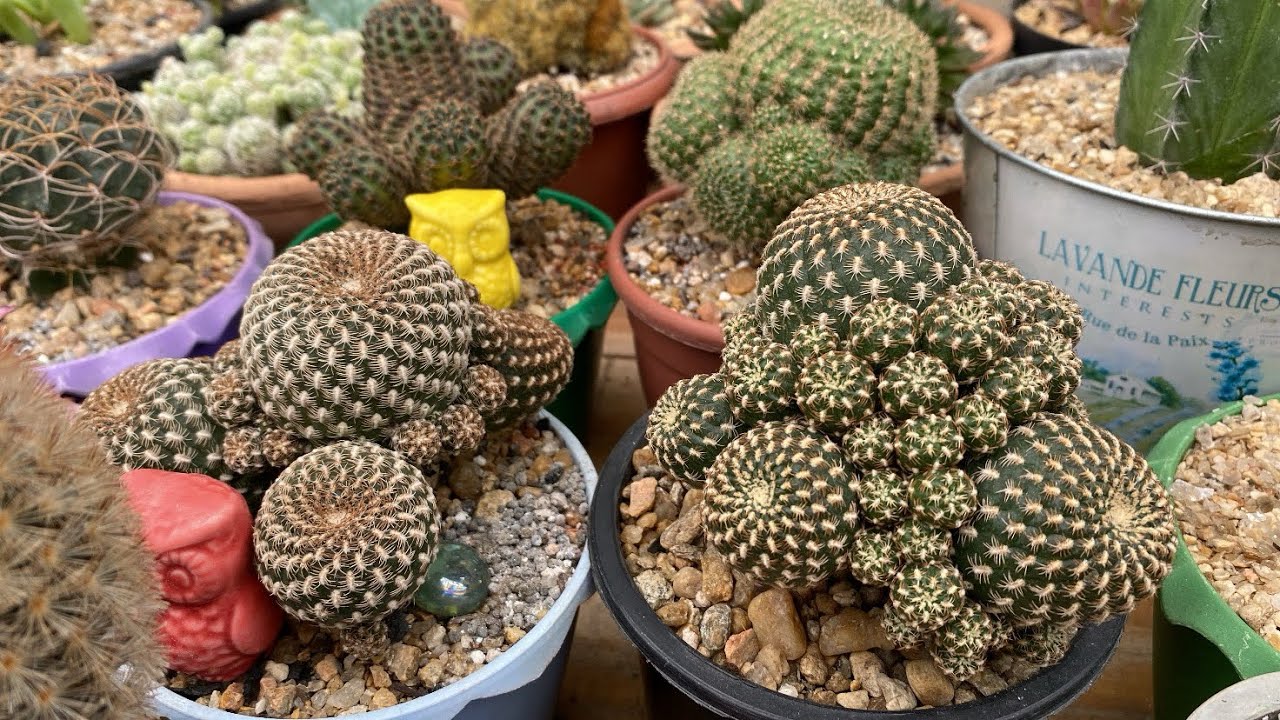 Algumas colônias lindas aqui na minha coleção 