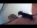 Miniature Dachshund playing with cat