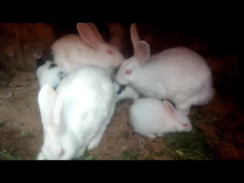 Rabbits// Mudassar Bids lnformaion - YouTube
