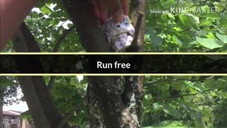 Lps mep part 13 for sunshine run wild