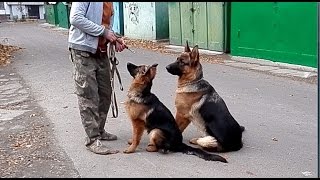 ИДЁМ ГУЛЯТЬ. Немецкие овчарки Скай и Камри. Одесса. ИДЁМ ГУЛЯТЬ. Немецкие овчарки Скай и Камри. Одесса.