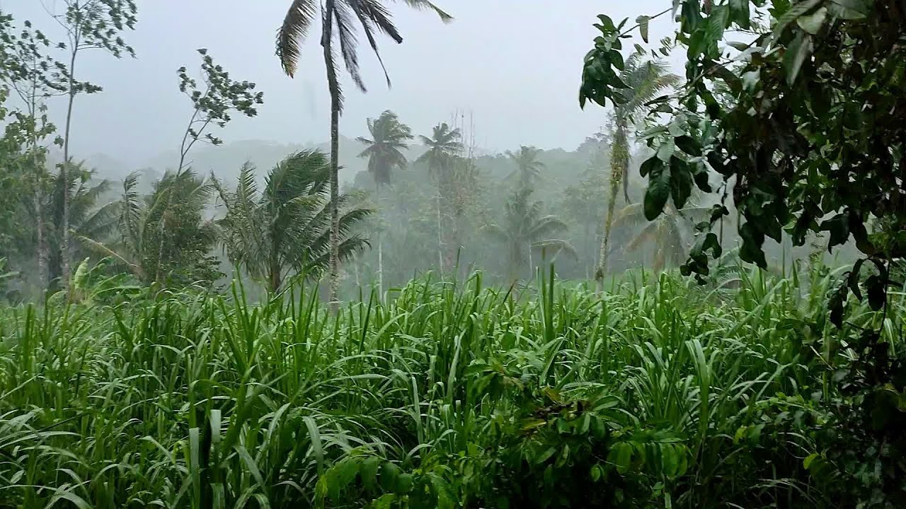 Walking in heavy rain ,Heavy Rain and Strong winds in my village ...