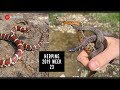 Looking for Rare Snakes Under Garbage in Kentucky!