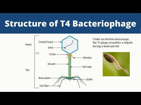 Wideo: Jakie są dwie główne struktury bakteriofaga?