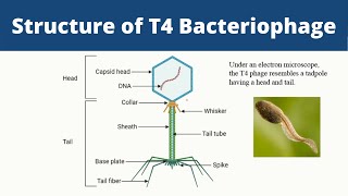Structure of T4 Bacteriophage | Biology