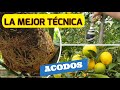 COMO HACER UN ACODO PASO A PASO - REPRODUCIR CUALQUIER ARBOL  O FRUTAL, TECNICA 100% EFECTIVA