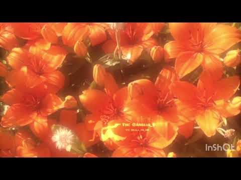 كومبو المدرسة الجمال الذكاء جذب الانظار الذكريات الجميلة Sublimina