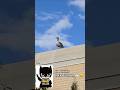 Silly Goose on the Roof! #animals #funny #gym