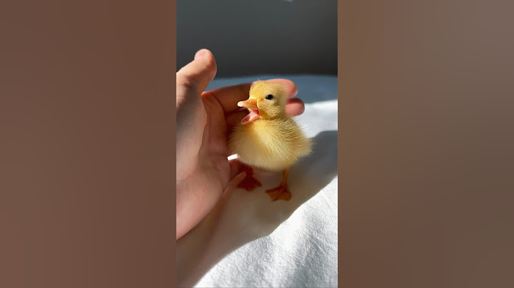 Such a cute baby duckling #shorts