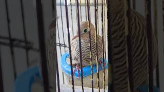 Majapahit Ekor 12 ( Rojodino  ) Lurik Sampe Sirah Rondosemoyo Lokal Alam