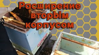 Расширение гнезда вторым корпусом. - Работа с ульями на 10 рамок.