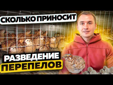 Выращивание перепелов от яйца до тушки. Бизнес на перепелах