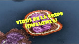 Virus de la gripe (Influenza)