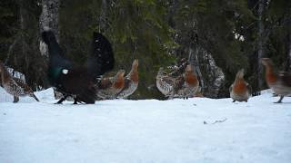 Tiurleik med 17 røy