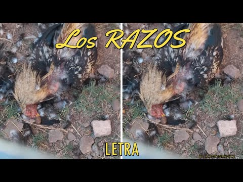 Los Razos-Soy mas cabron que ese wey letra/lyrics