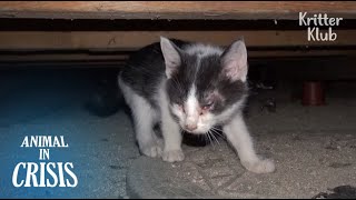 Маленькие котята найдены под полом, но комнату наполняет неприятный запах?| Животное в кризисе EP171