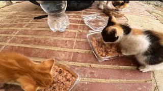 Mother cat and her kittens enjoy their delicious food